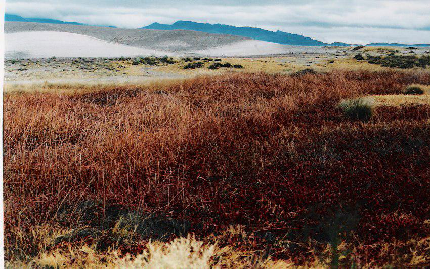 wetlands/dunes